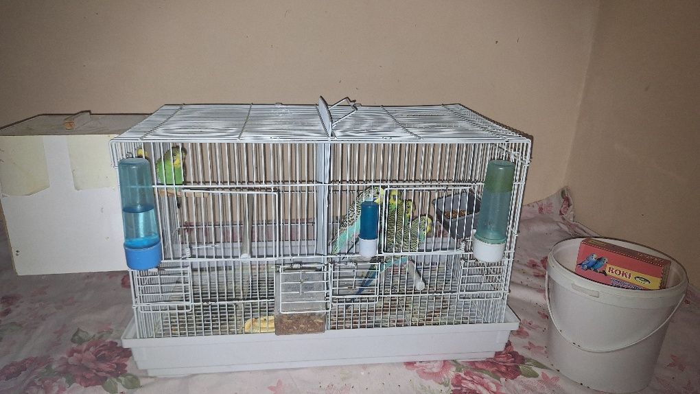 Qushlar sotiladi