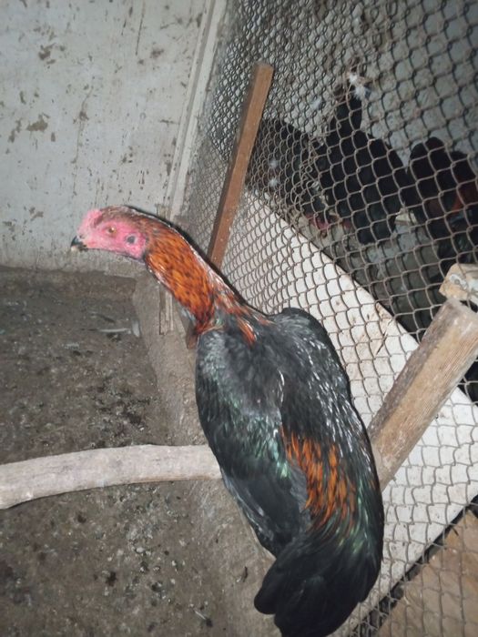 Shu xoroz sotiladi oladiganla telefon qilorila