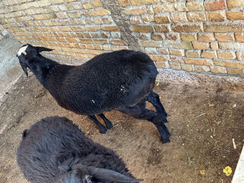 Qo'chqorlar sotiladi