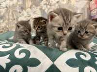 Котята порода Шотландец, чистокровные, 2 девочки и 2 мальчика