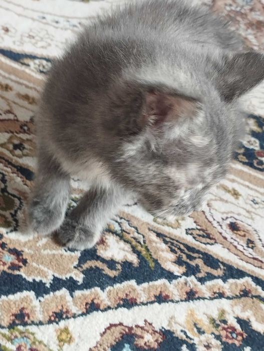 Skotch/fold mushuk sotiladi