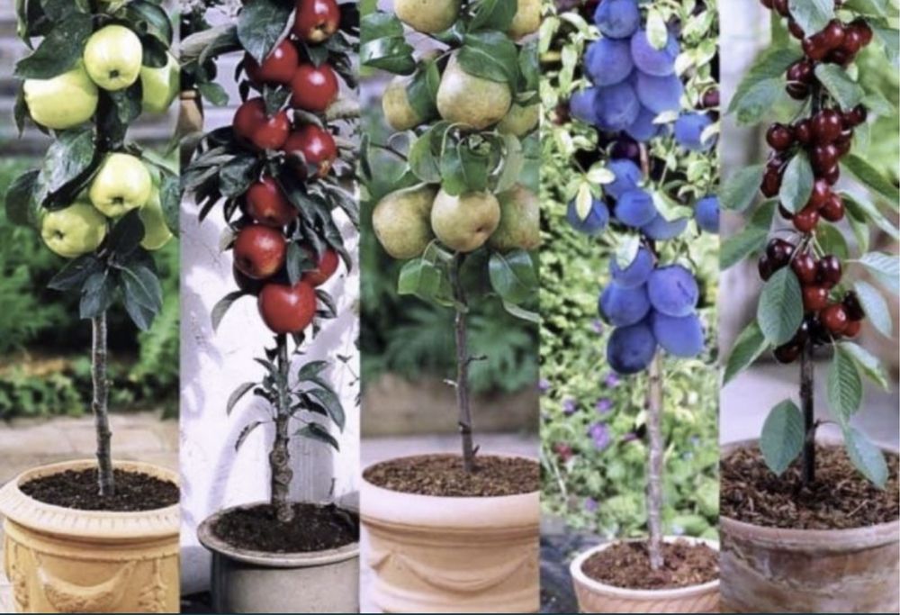 Pomi fructiferi columnari specifici zonele restranse