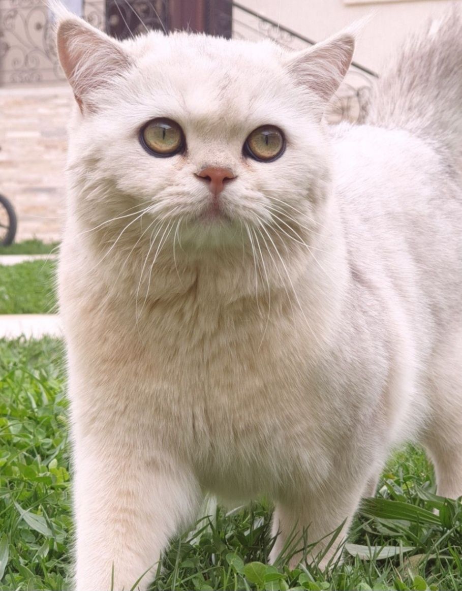 Вязка серебристая шиншилла
