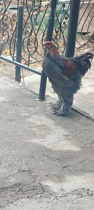 Зоти тоза брамалар сотилади 5 ойлик