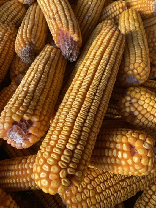 Vand porumb stiulete