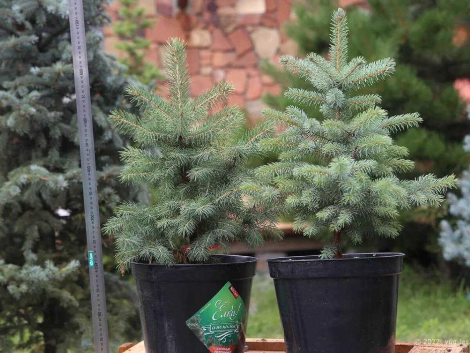 Продам саженцы сеянцы ель голубая ёлка сосна липа береза дуб рябина