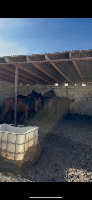 Килисим бар тайлар куннандар бар