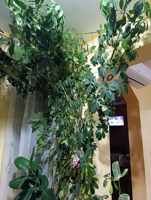 Vând ficus mare,de aproximativ 4-5 metri înălțime