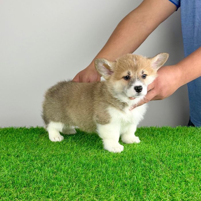 Pui Welsh Corgi Pembroke cu pedigree