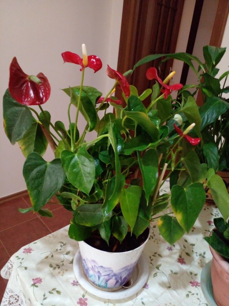 Комнатные растения
