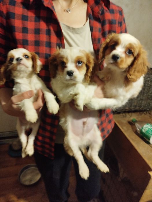 Кавалер кинг чарлз шпаньол