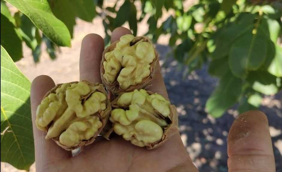 Nuci selecionati Milotai Geoagiu Sibisel Livrare RO-9 lei