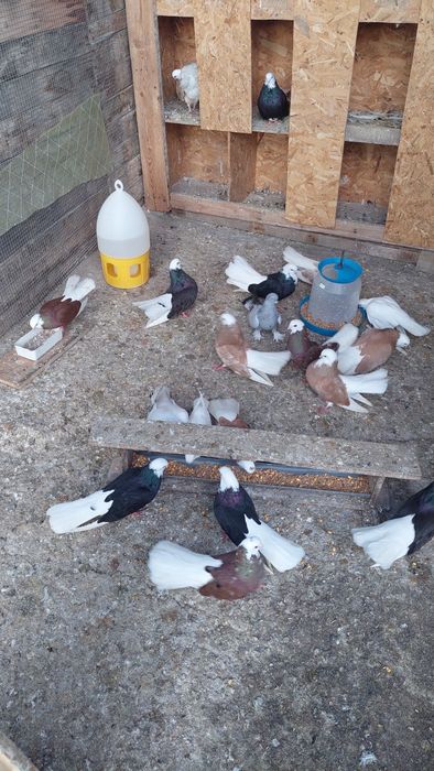 Продавам белослатински белоглави гълъби