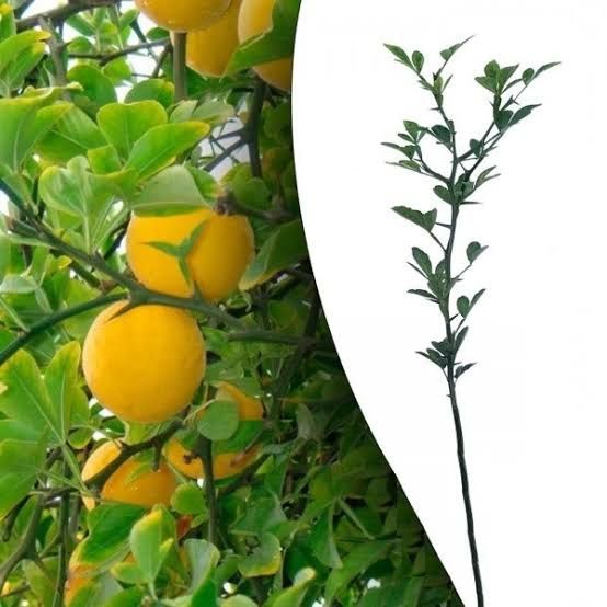 Lamai De Gradina Trifoliat