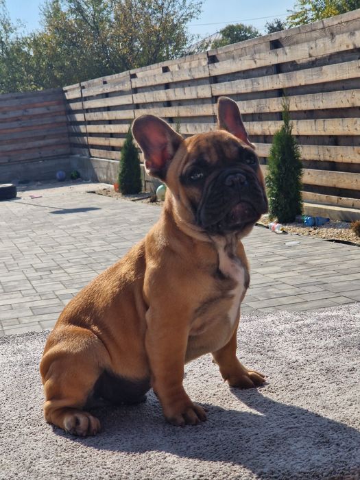 Bulldog francez mascul