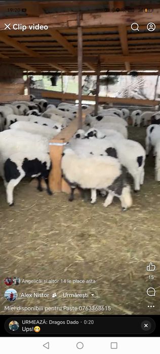 Miei în viața sau tăiați