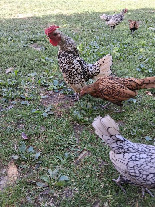 Cocoșei pe Argintiu caută căsuța- 100 lei, Cocoșei +Gaină 250 lei