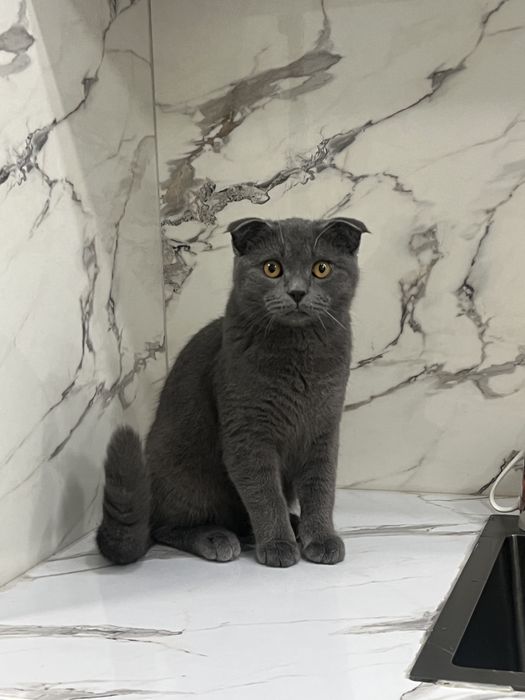 Scottish Fold(шотландские вислоухие )