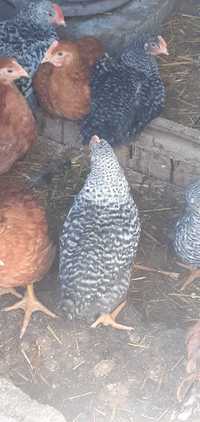 Пиленца на възраст от 1 до 30 дни