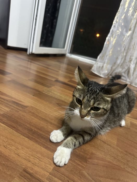 dau sper adoptie o pisica in varsta de 1 an