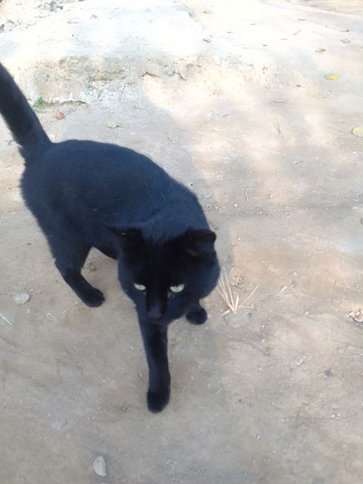 Qora mushuk sotiladi