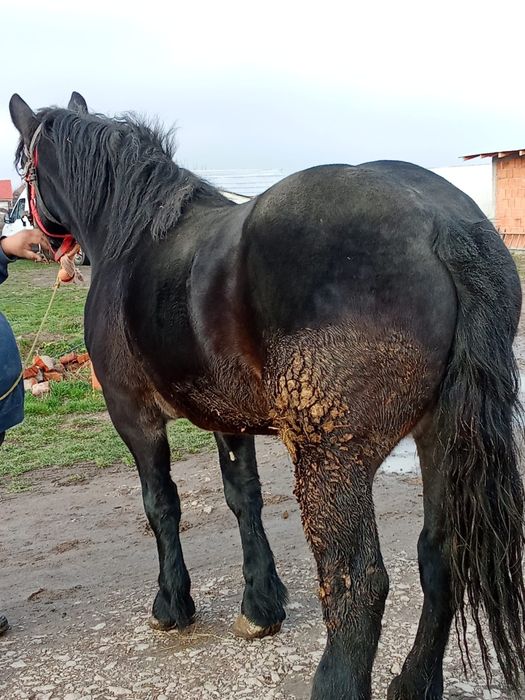 Vând mânză de 2 ani neagra corb!