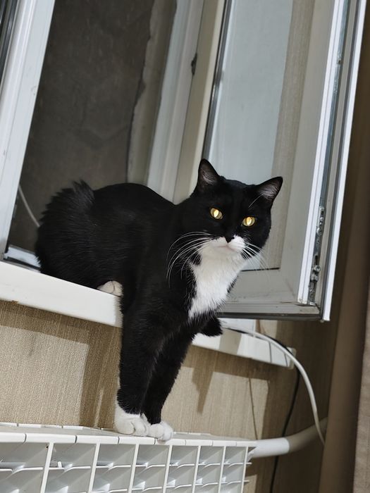 Кастрированный кот в хорошие руки