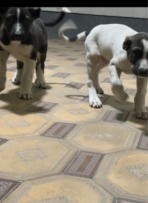 Кучигчалар сотилади