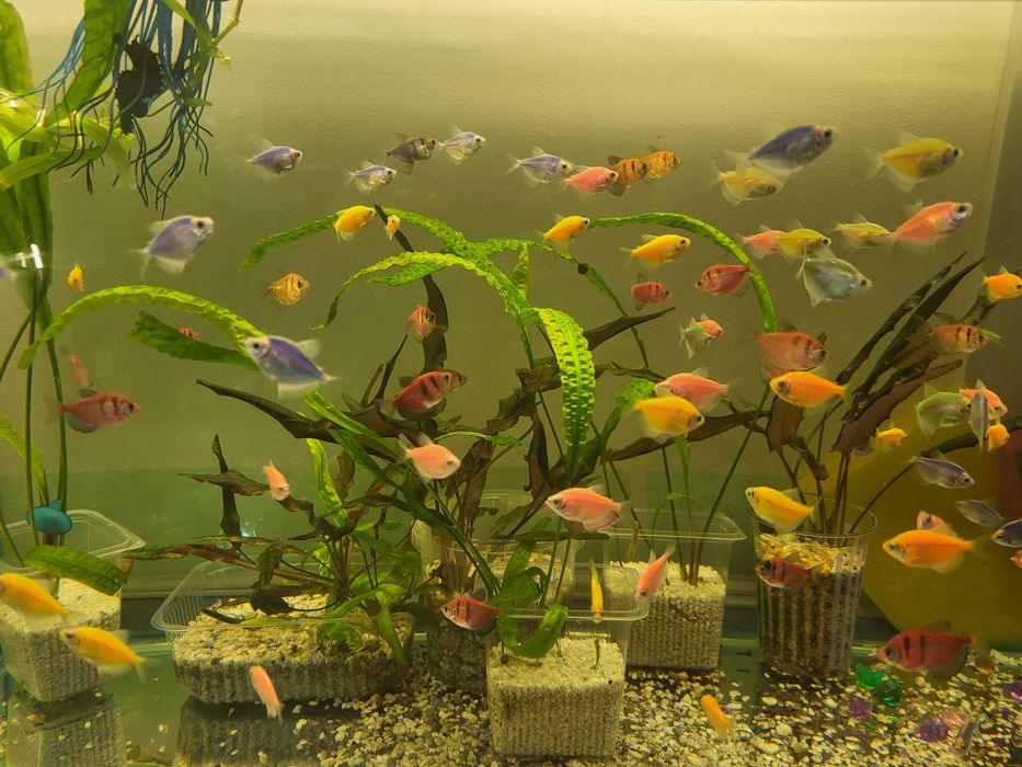 Продам аквариумных рыбок