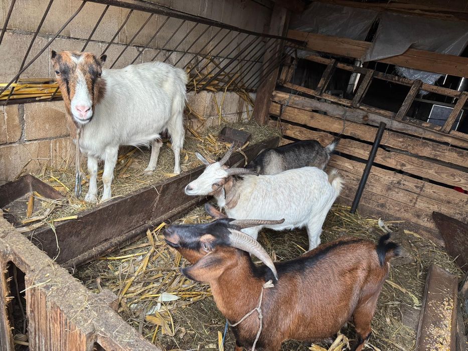Vând capre și iezi