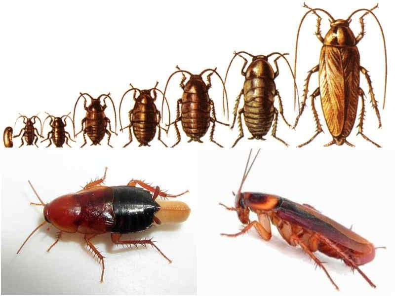 Уничтажение от тараканов всех видов  насикомых Дезинфекция Дизинфексия