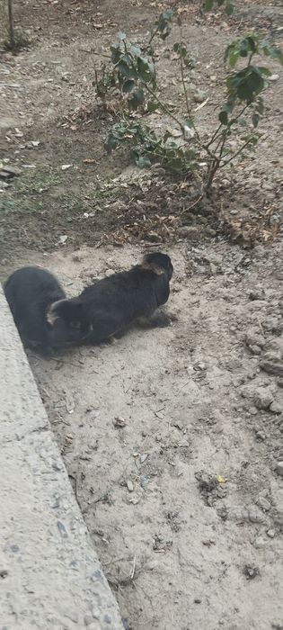 Quyon baran juft yaxshi parvarish qilingan
7/8 ойли
Пара 
Донаси 500 0