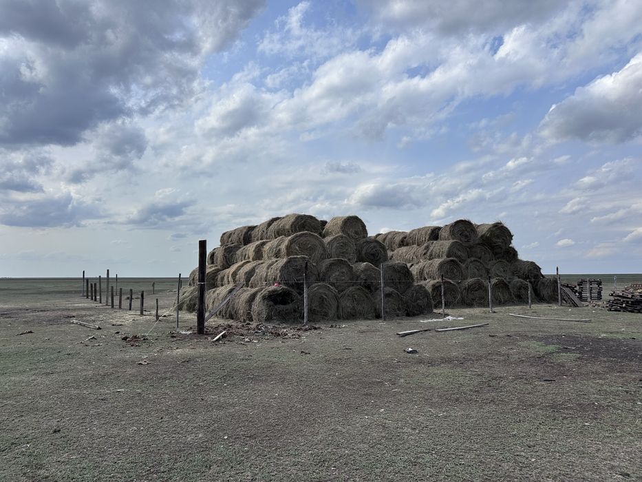 Сено ,трава,шөп,