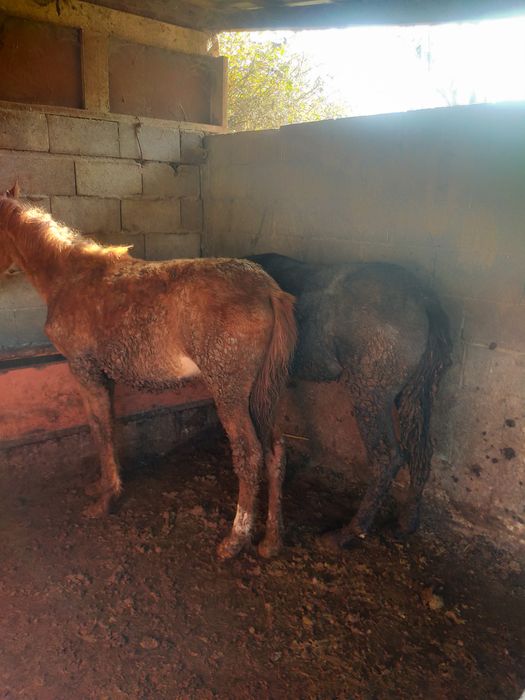 Жабагы сатылды 8 айлык