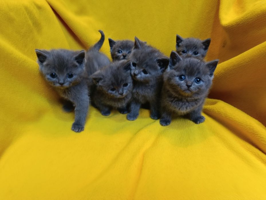 Котета порода Руска синя котка