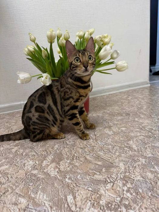 Отдам в хорошие руки