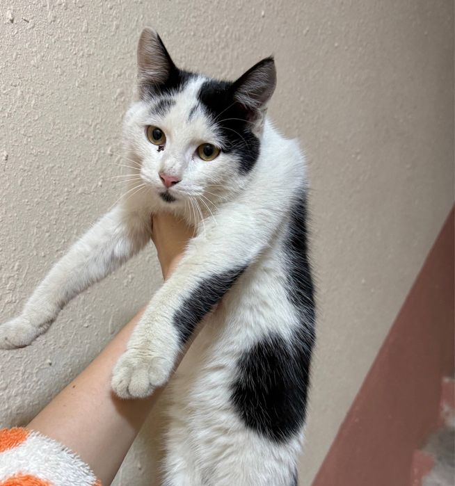 Котенок в хорошие руки