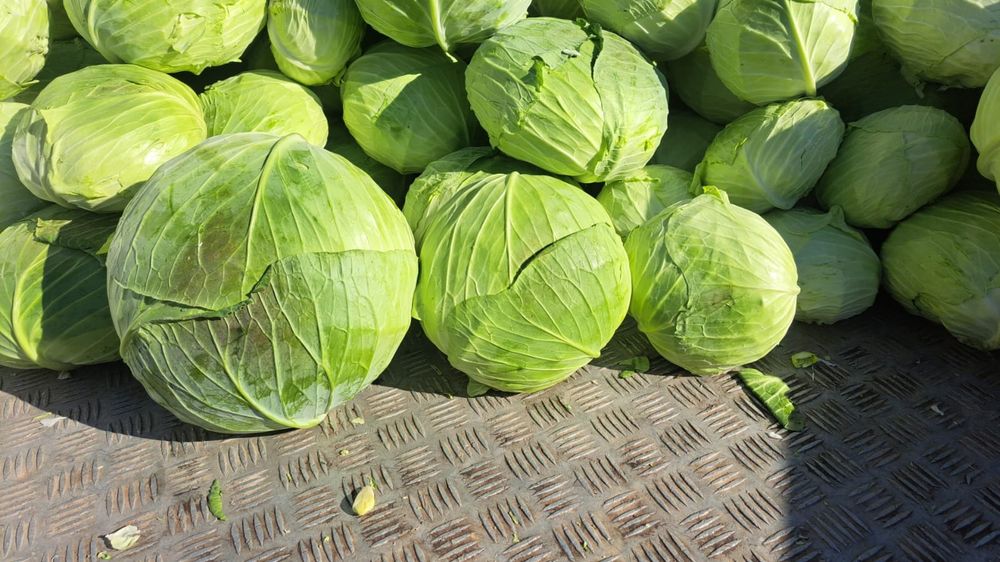 Varza de tomna ( Beverly Hills)