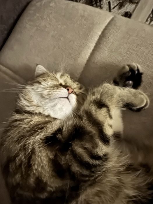 Отдам кошку в хорошие руки