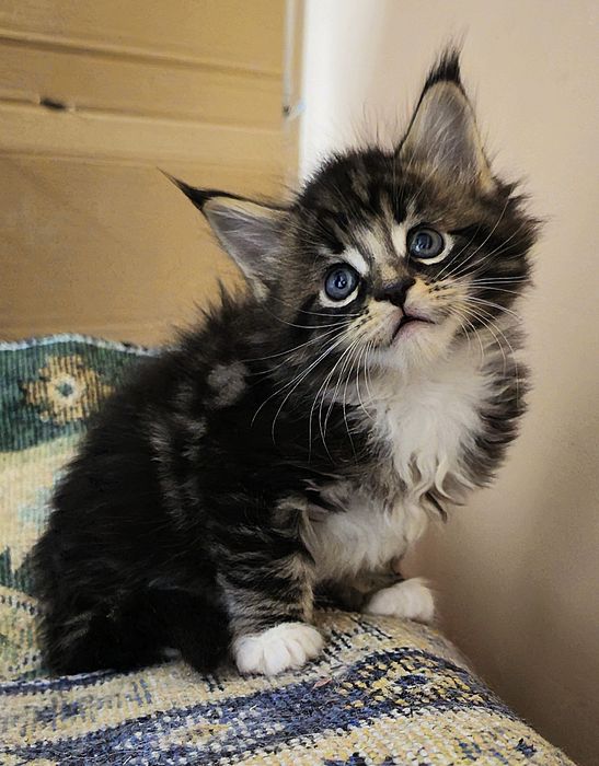 Maine Coon mascul pedigree felisa autorizata