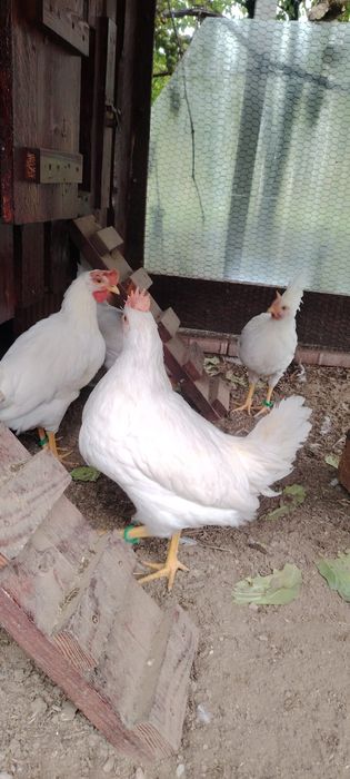 Cocosi din rasa Leghorn