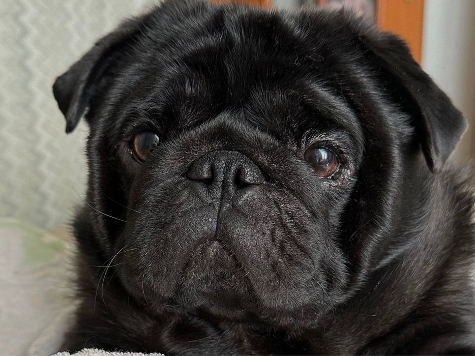 Вязка Мопс (кабель)