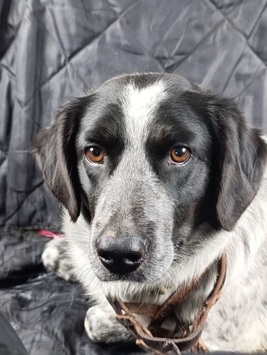 Собака в добрые руки, мальчик