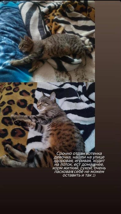 Отдам очаровательного ласкового котенка
