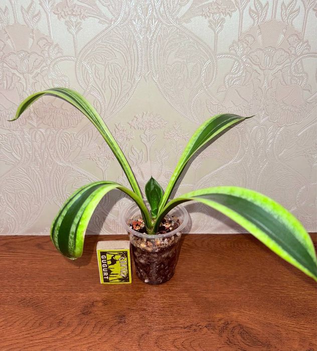 Сансевиерия, комнатные растения, комнатные цветы