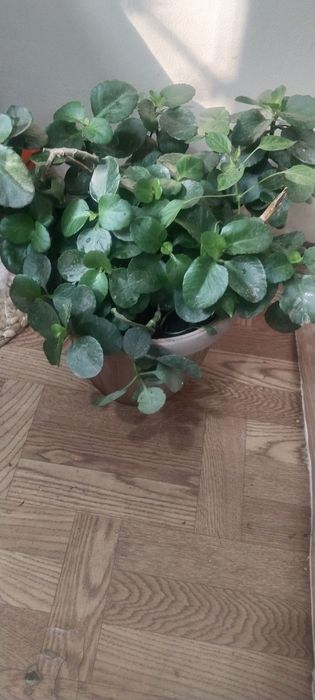 Продам цветы комнатные