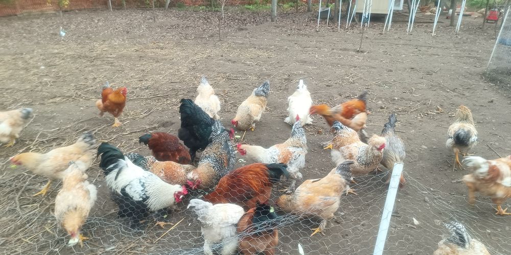 Cocosi luna Aprilie diferite rase si dimensiuni