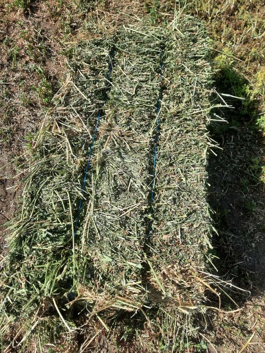 Vand bloti de lucerna, coasa a 5 a  anul 2 si coasa a 4 a anul 12025