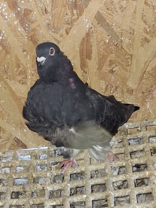 Porumbei pescarusi chinezi