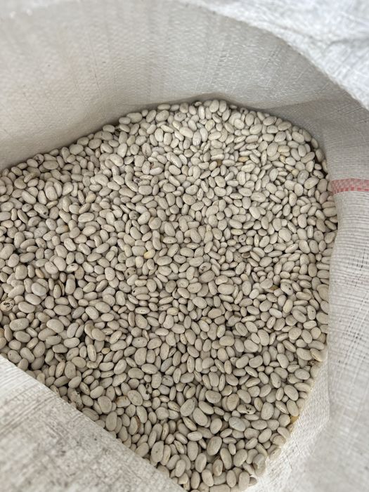 Vand fasole romaneasca productie 2025